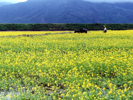 c valley 001